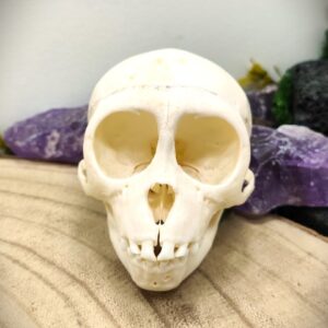 Baby monkey skull / Macaca mulatta